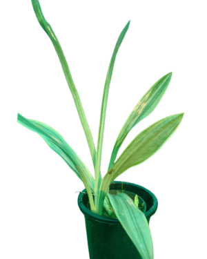 snake plant in black pot, white leaf