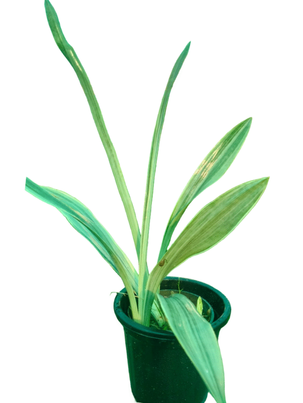snake plant in black pot, white leaf