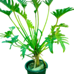 Lush green split-leaf philodendron (Monstera deliciosa) plant with deeply lobed leaves in a black pot, ideal for indoor tropical decor.