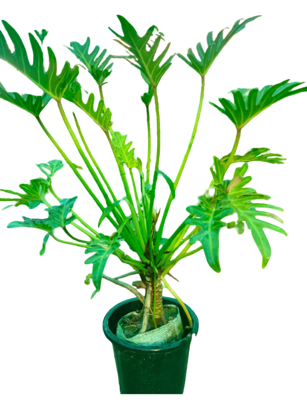 Lush green split-leaf philodendron (Monstera deliciosa) plant with deeply lobed leaves in a black pot, ideal for indoor tropical decor.