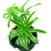 Dracaena song of India Yellow in black pot