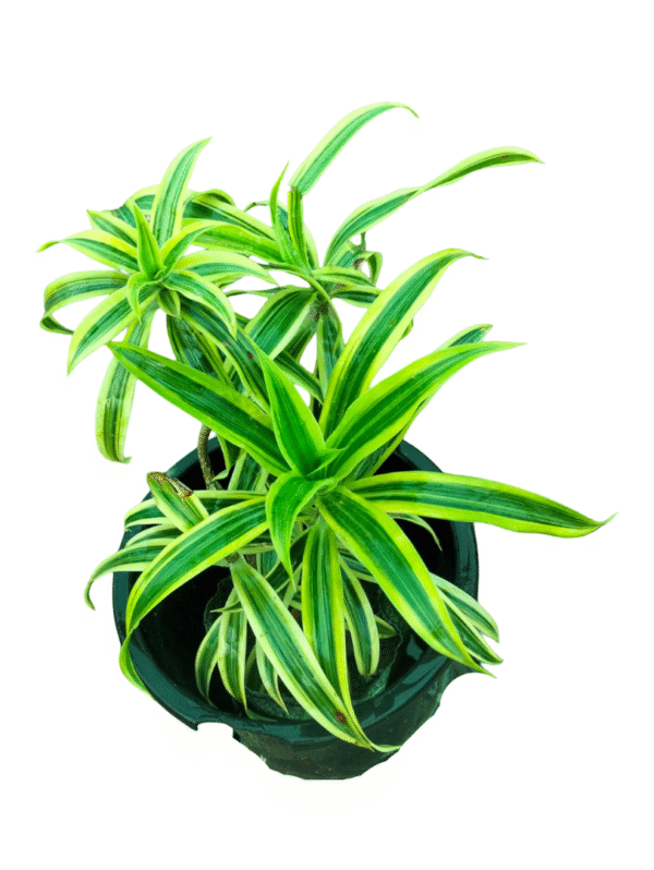 Dracaena song of India Yellow in black pot
