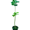Unique variegated heart-leaf ficus plant with larger green and white mottled leaves on an upright stem, and smaller variegated leaves near the black pot, suitable for indoor display.