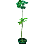 Unique variegated heart-leaf ficus plant with larger green and white mottled leaves on an upright stem, and smaller variegated leaves near the black pot, suitable for indoor display.
