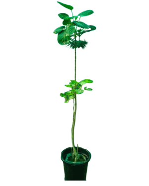 Unique variegated heart-leaf ficus plant with larger green and white mottled leaves on an upright stem, and smaller variegated leaves near the black pot, suitable for indoor display.