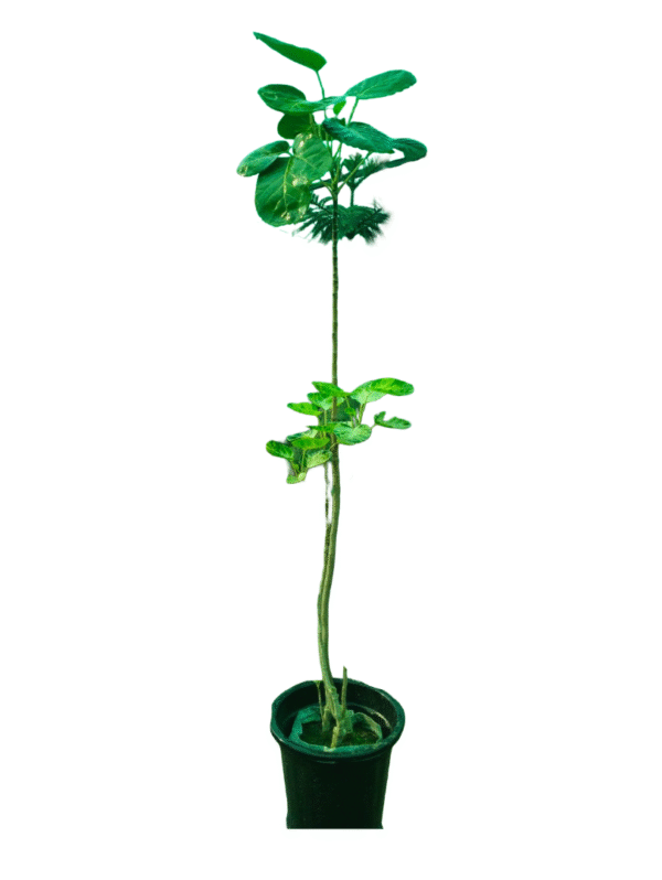 Unique variegated heart-leaf ficus plant with larger green and white mottled leaves on an upright stem, and smaller variegated leaves near the black pot, suitable for indoor display.