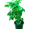 Lush China Doll plant with small, glossy green leaflets, forming a dense and bushy appearance in a black nursery pot, ideal as an elegant indoor or patio plant.