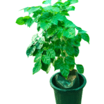 Lush China Doll plant with small, glossy green leaflets, forming a dense and bushy appearance in a black nursery pot, ideal as an elegant indoor or patio plant.