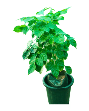 Lush China Doll plant with small, glossy green leaflets, forming a dense and bushy appearance in a black nursery pot, ideal as an elegant indoor or patio plant.