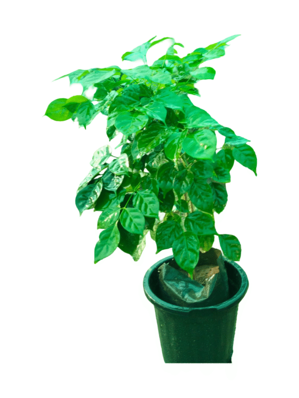 Lush China Doll plant with small, glossy green leaflets, forming a dense and bushy appearance in a black nursery pot, ideal as an elegant indoor or patio plant.