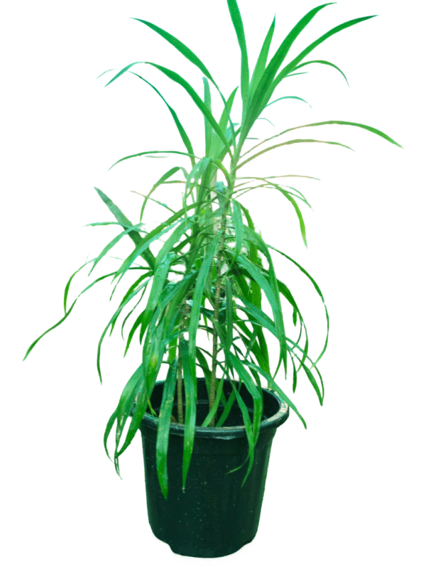 Dracaena Anita – Soft-Leaved Indoor Tree for Natural Vertical Styling