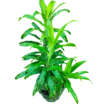 Dracaena plant in green and black pot