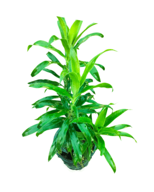 Dracaena plant in green and black pot