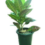 petra croton in black pot