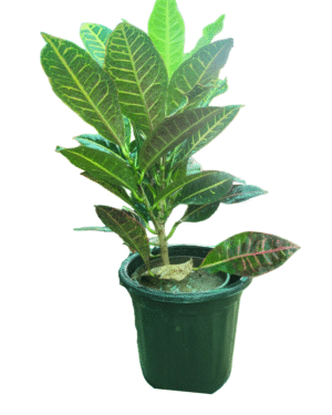 petra croton in black pot