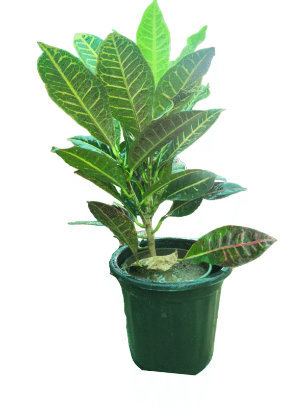 petra croton in black pot