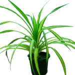 spider plant in black pot front view