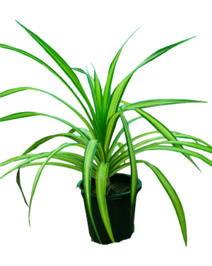 spider plant in black pot front view