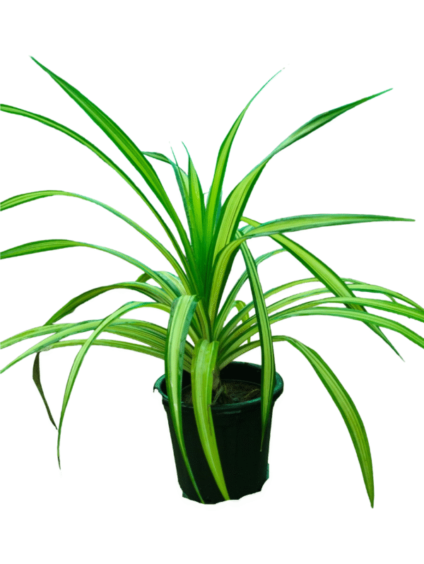 spider plant in black pot front view