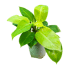 Bright chartreuse green Philodendron plant with large, glossy, heart-shaped leaves in a small light-colored pot, perfect for adding a pop of color to indoor spaces.