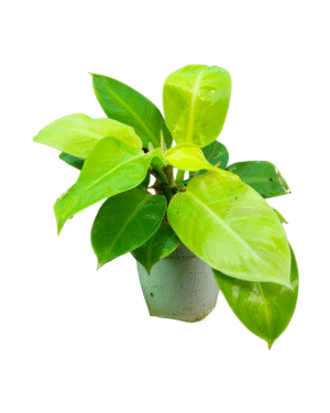 Bright chartreuse green Philodendron plant with large, glossy, heart-shaped leaves in a small light-colored pot, perfect for adding a pop of color to indoor spaces.