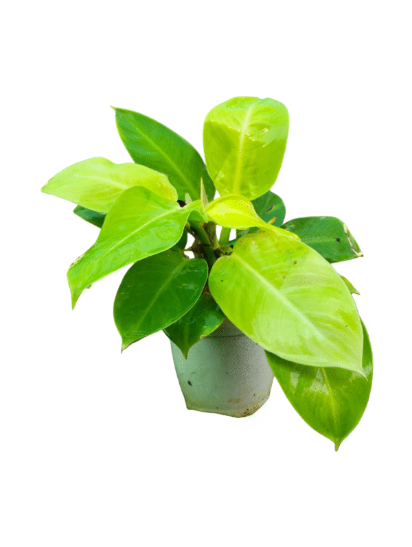 Bright chartreuse green Philodendron plant with large, glossy, heart-shaped leaves in a small light-colored pot, perfect for adding a pop of color to indoor spaces.