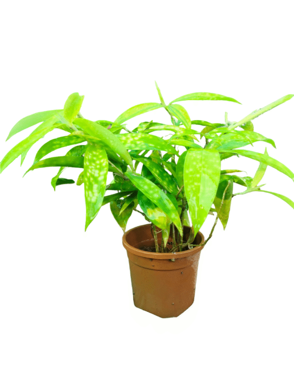 Dracaena Golden Milky – Striped Green-Yellow