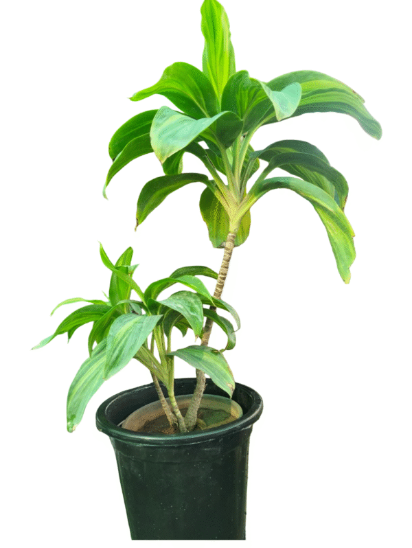 Dracaena Thai Gold – (2.5–3 ft, Nursery Pot)