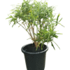 Vibrant Croton plant in nursery pot with multicoloured foliage – ideal for indoor décor and gifting, available at Klorophyll Greater Noida