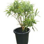 Vibrant Croton plant in nursery pot with multicoloured foliage – ideal for indoor décor and gifting, available at Klorophyll Greater Noida