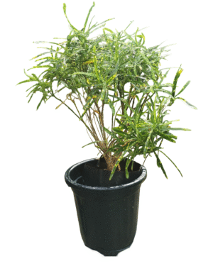 Vibrant Croton plant in nursery pot with multicoloured foliage – ideal for indoor décor and gifting, available at Klorophyll Greater Noida