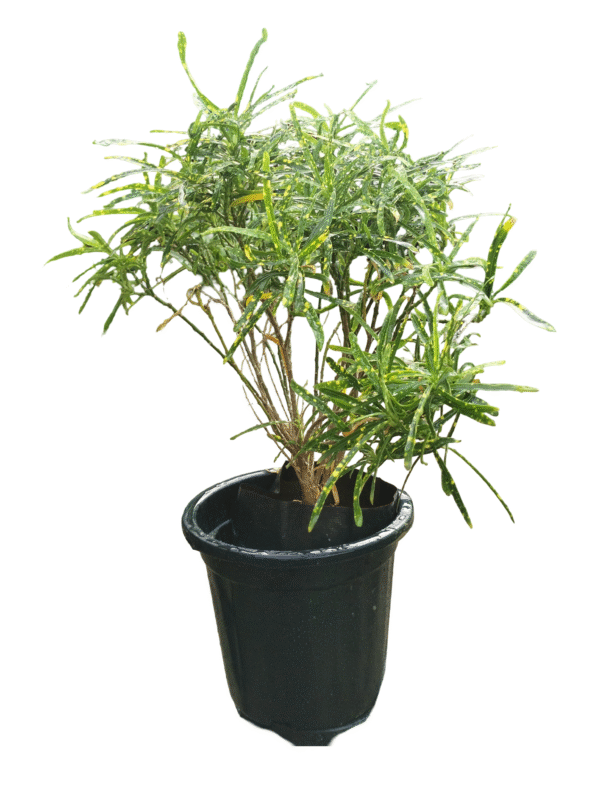 Vibrant Croton plant in nursery pot with multicoloured foliage – ideal for indoor décor and gifting, available at Klorophyll Greater Noida