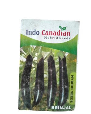 brinjal seeds cover