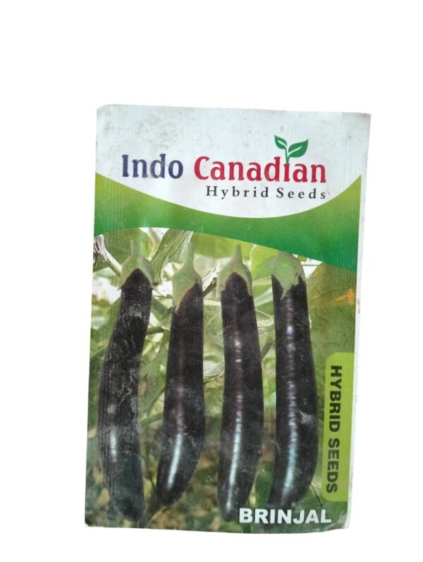 brinjal seeds cover