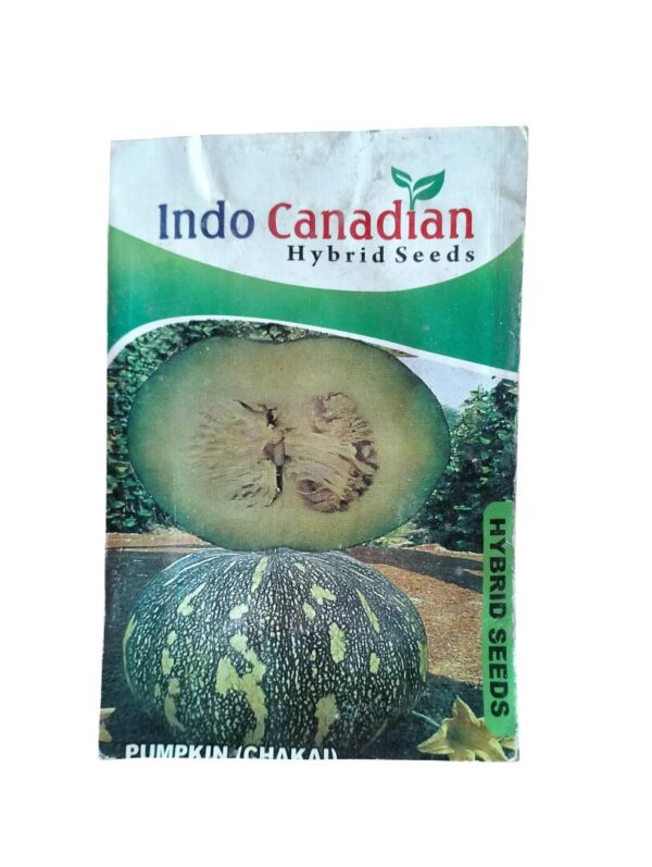 Chakai Pumpkin Seeds – High-Yield Hybrid Kaddu for Home Gardening