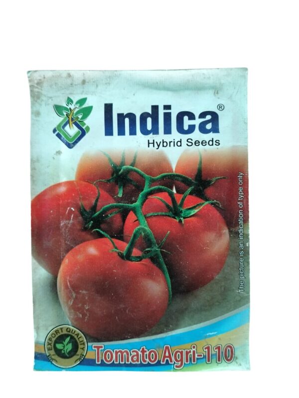 Desi Tamatar Hybrid Seeds – Juicy Red Tomato for Kitchen Gardening