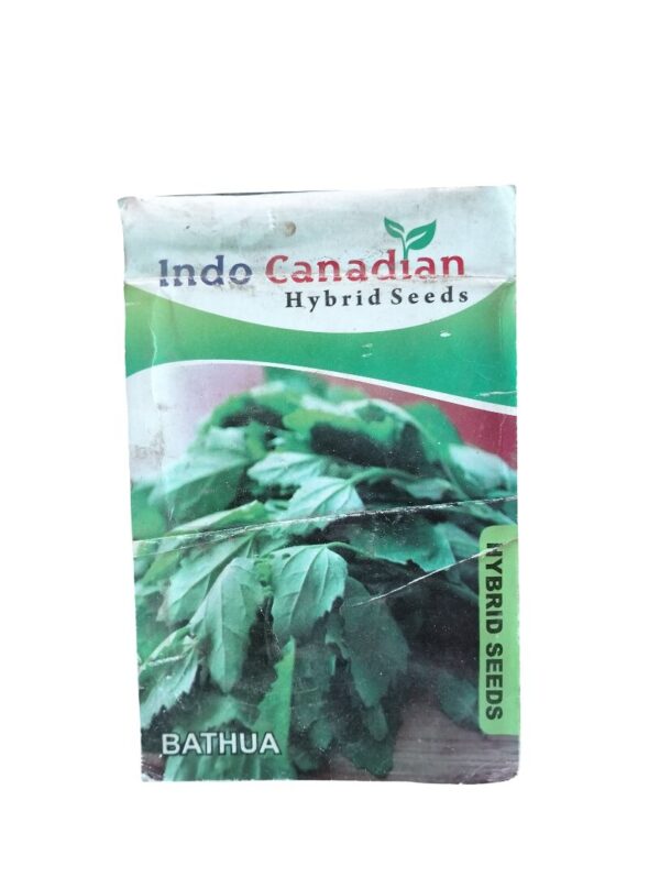 Bathua Seeds – Desi Winter Saag for Easy Home Growing