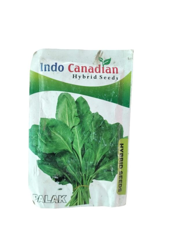 Palak Seeds – Fast-Growing Hybrid Spinach for Daily Greens