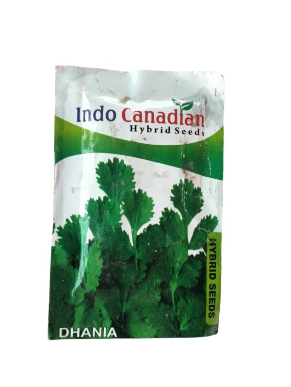 Dhania Seeds – Aromatic Hybrid Coriander for Continuous Leaf Harves