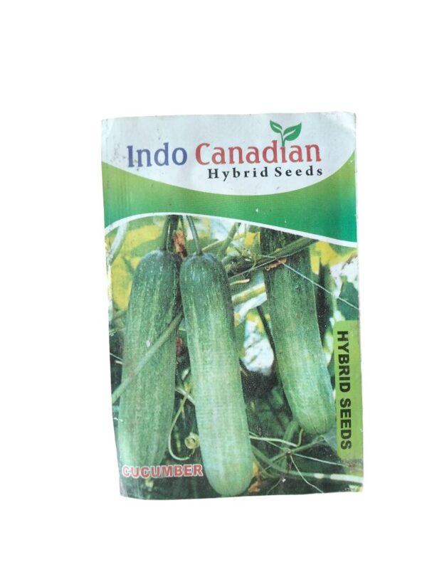 Cucumber Seeds – High-Yield Hybrid Kheera for Juicy Home Harvests