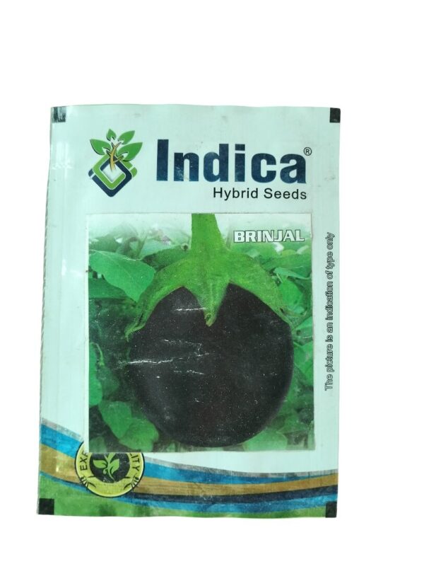 Brinjal Seeds – Round Hybrid Baingan for Rich & Tasty Home Harvests