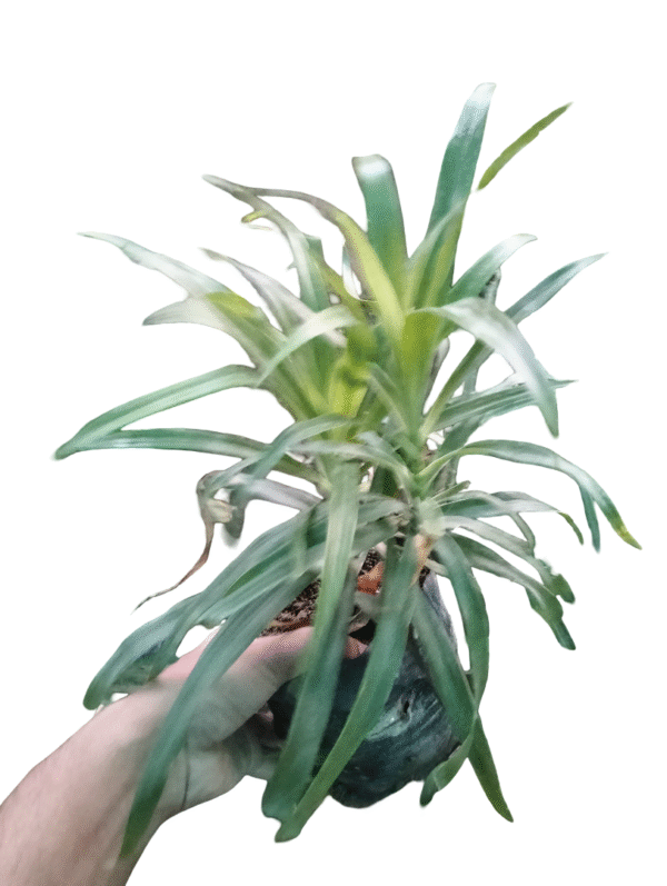 Dracaena Reflexa – Thin Leaf Green