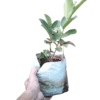 a hand holding a Guava plant