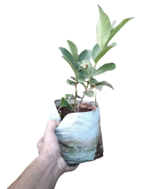 a hand holding a Guava plant
