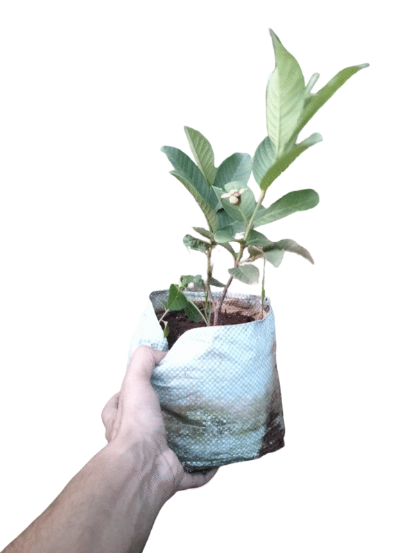 a hand holding a Guava plant