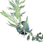 shamii plant image