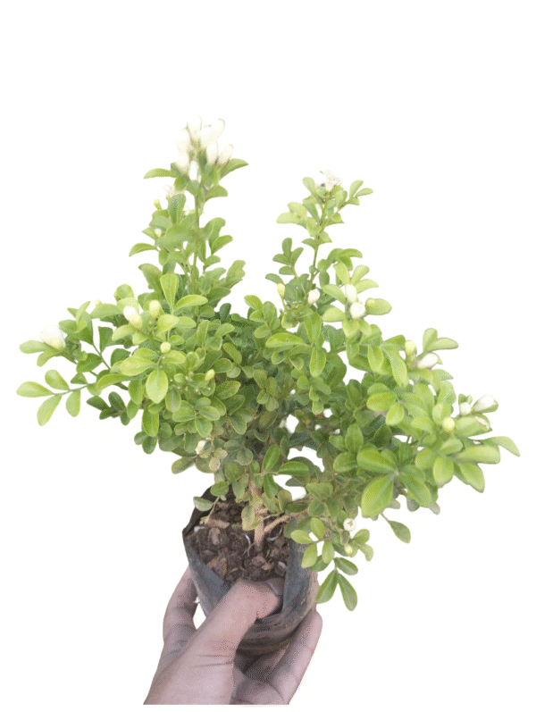 Madhu Kamini – Fragrant White