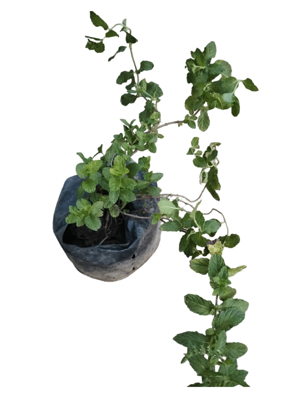 Poudhina plant– Fresh Kitchen Mint