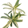lemon lime plant top view