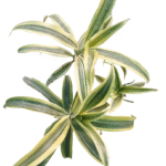 lemon lime plant top view